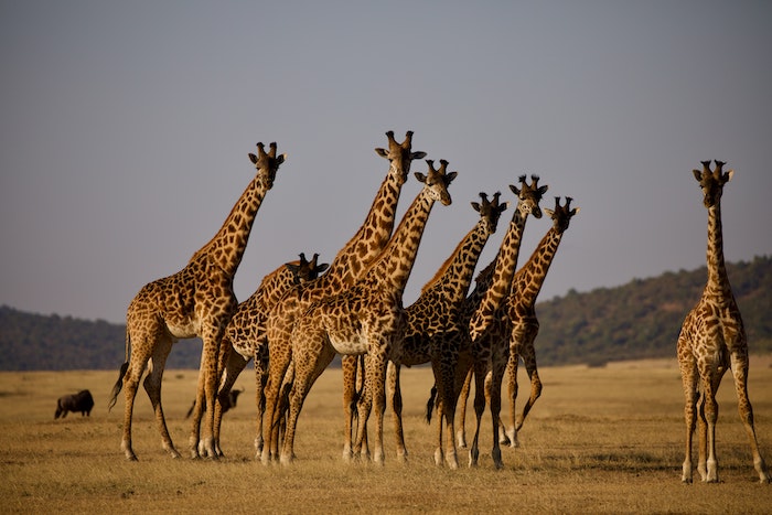 Girraffe Serengeti