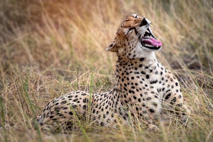 Leopardo Serengeti