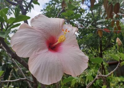 Ibiscus Mauritius